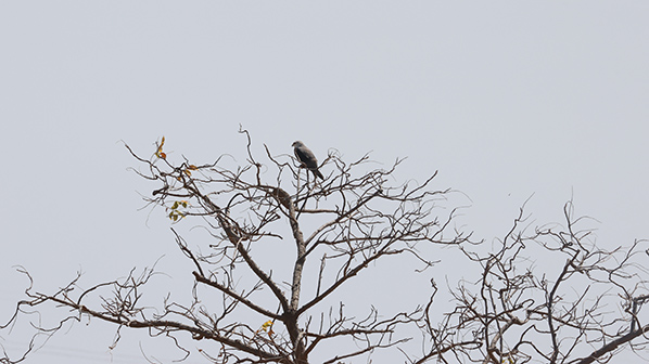 Black-shouldered Kite